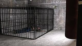 Pine Falls 11 brings big tits action in 3d game