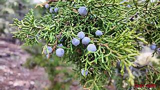 lost cutie juniper wrecked hard gagging on monster cock sloppy